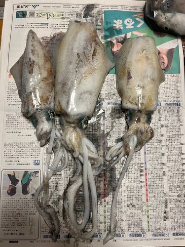 アオリイカの釣果