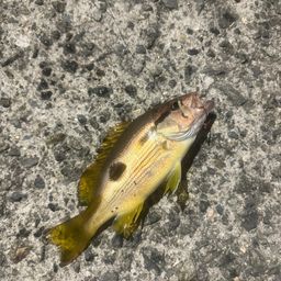 ネンブツダイ