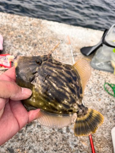 カワハギの釣果