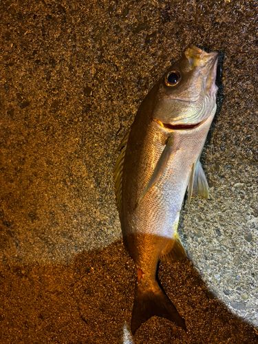 イサキの釣果