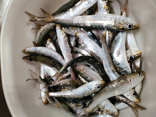 イワシの釣果