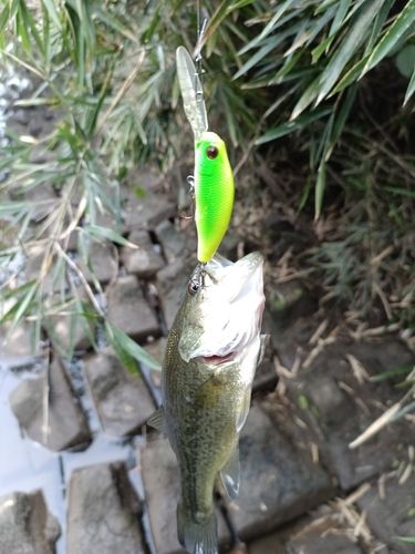 ラージマウスバスの釣果