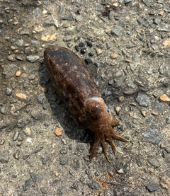 コウイカの釣果