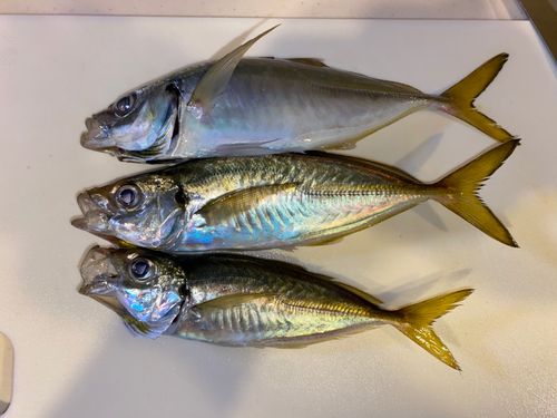 マアジの釣果