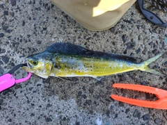 シイラの釣果