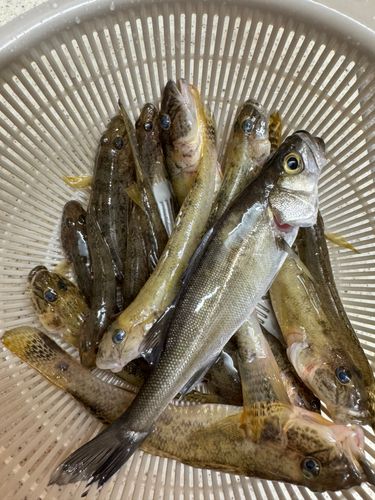 ハゼの釣果