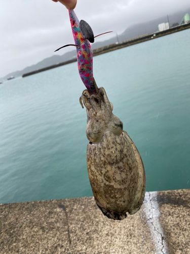 コウイカの釣果