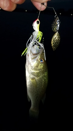 ラージマウスバスの釣果