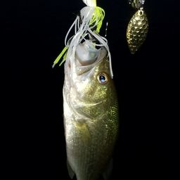 ラージマウスバス