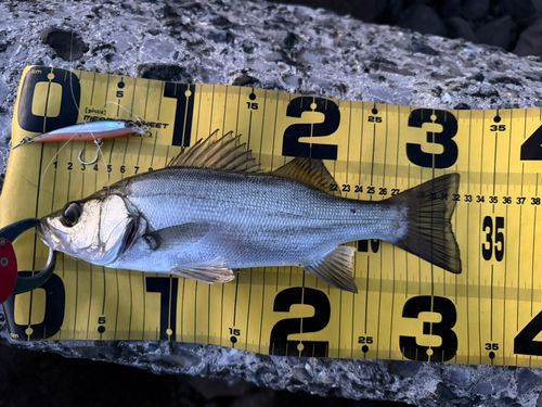 シーバスの釣果