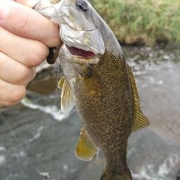 スモールマウスバス