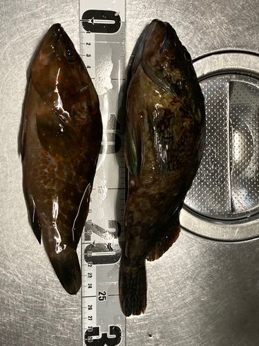 カサゴの釣果