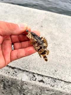 タケノコメバルの釣果