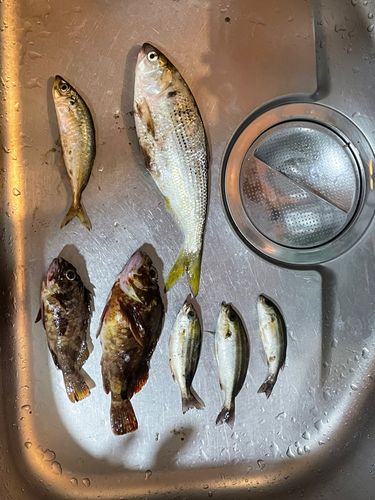 カサゴの釣果