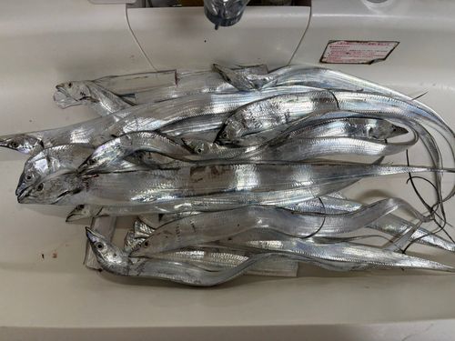 タチウオの釣果