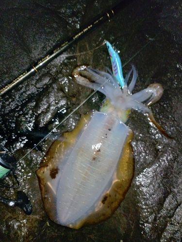 アオリイカの釣果