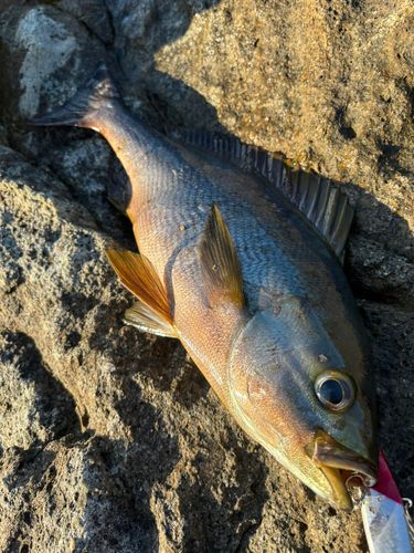 イサキの釣果