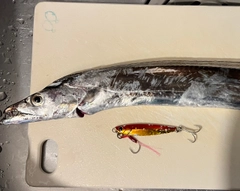 タチウオの釣果