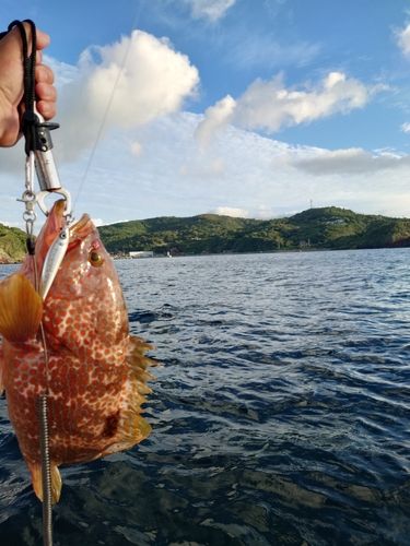 サゴシの釣果