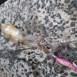 アオリイカ