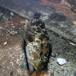 カサゴ