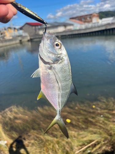 メッキの釣果