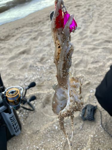 イイダコの釣果