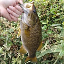 スモールマウスバス