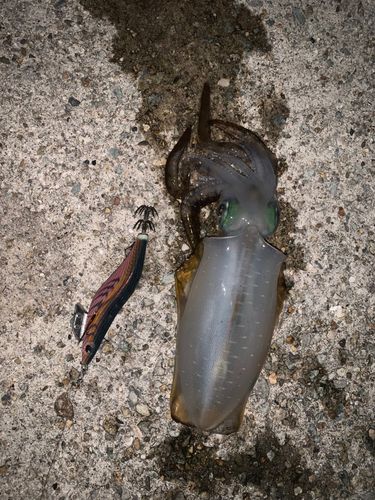 アオリイカの釣果