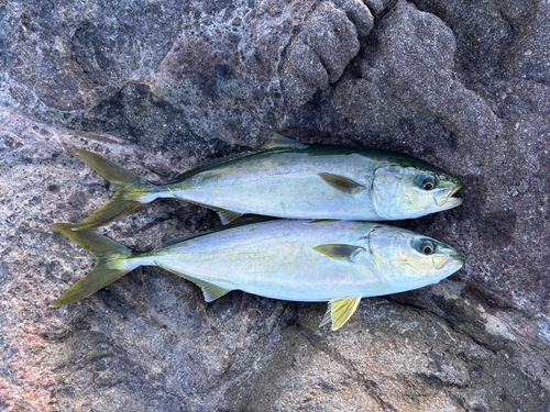 コゾクラの釣果
