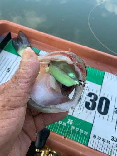 ブラックバスの釣果