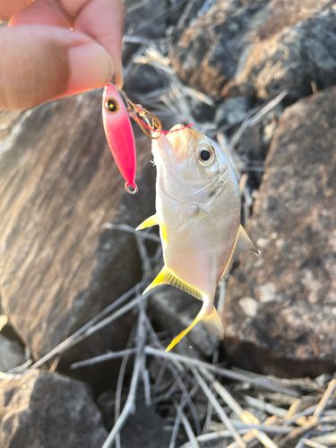 メッキの釣果
