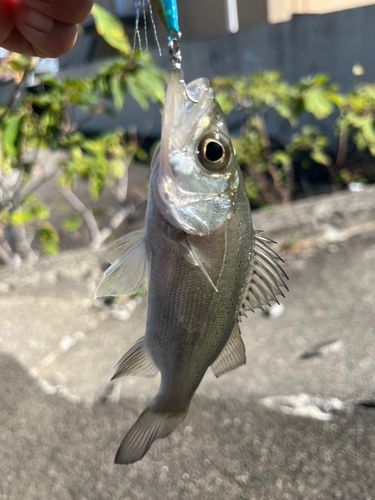 セイゴ（ヒラスズキ）の釣果