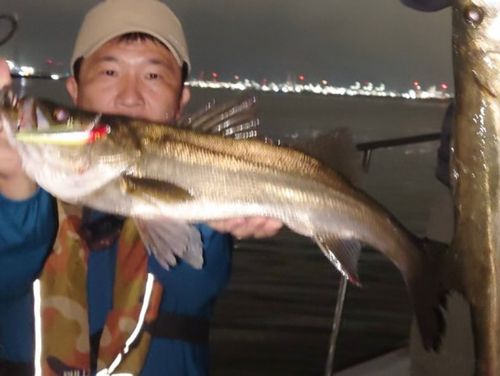 シーバスの釣果