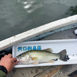 ブラックバス