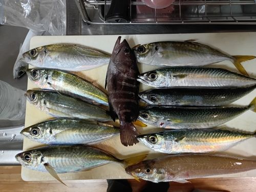 マアジの釣果