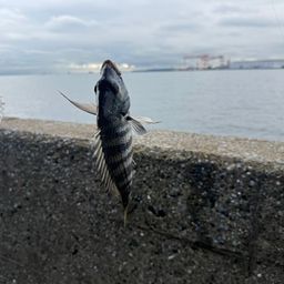 クロダイ