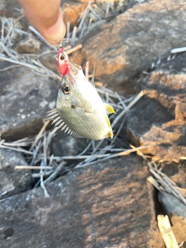 キビレの釣果