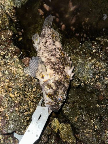オウゴンムラソイの釣果