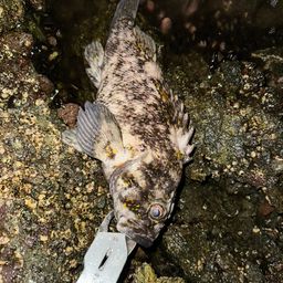 オウゴンムラソイ