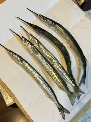 サヨリの釣果