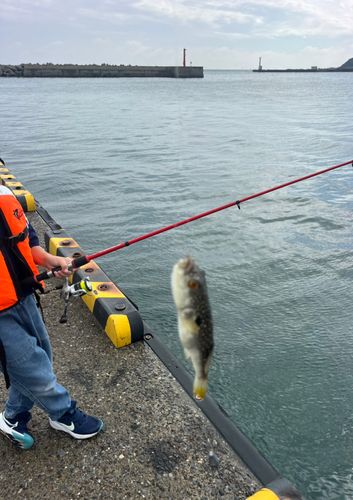 チャリコの釣果