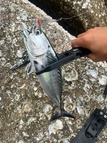 スマガツオの釣果