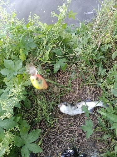 ボラの釣果