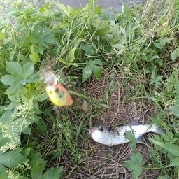ボラ