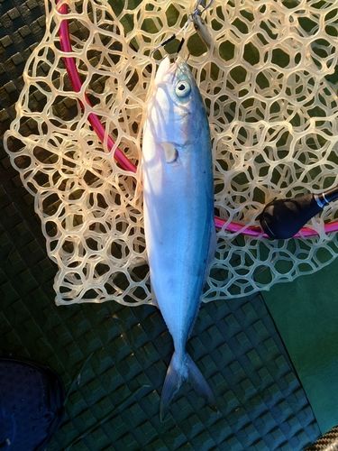 ヤズの釣果