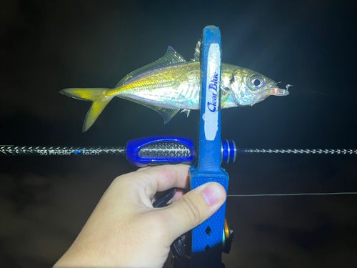 マアジの釣果