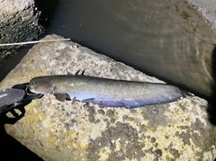 ナマズの釣果