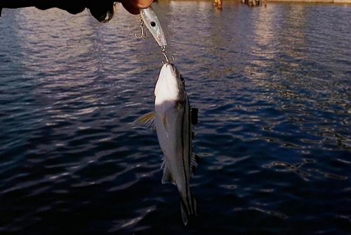 コトヒキの釣果