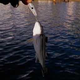 コトヒキ